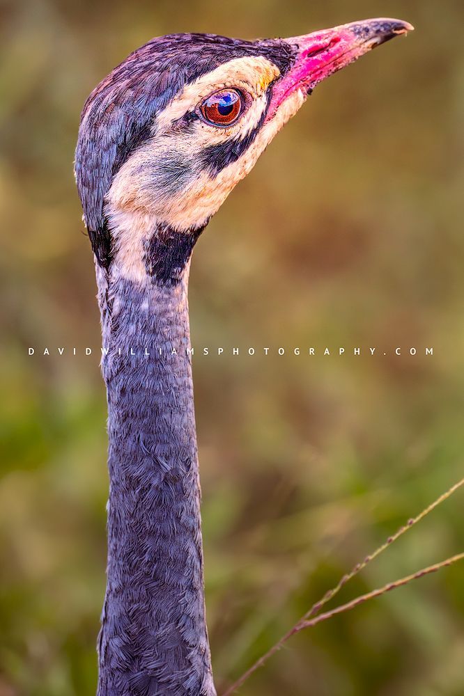 White Bellied Bustard S 0Z88781 White Bellied Bustard S 0Z88781