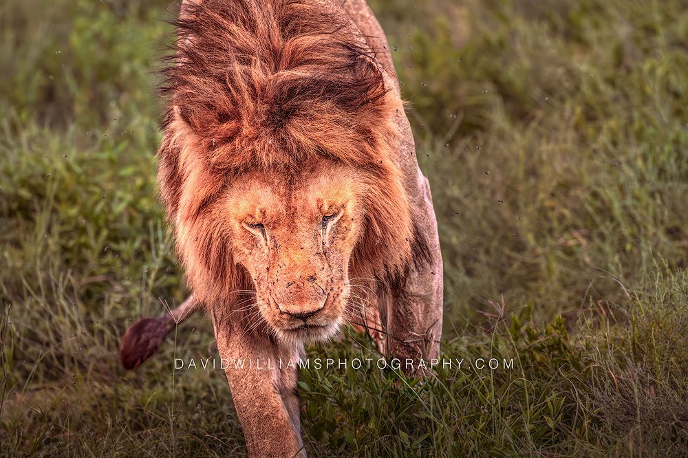 Lion S 0Z89207 Lion S 0Z89207