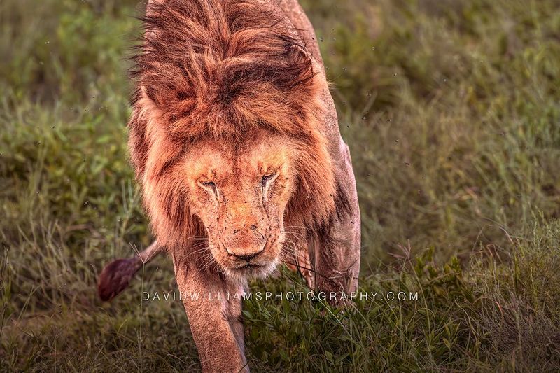 Lion S 0Z89207