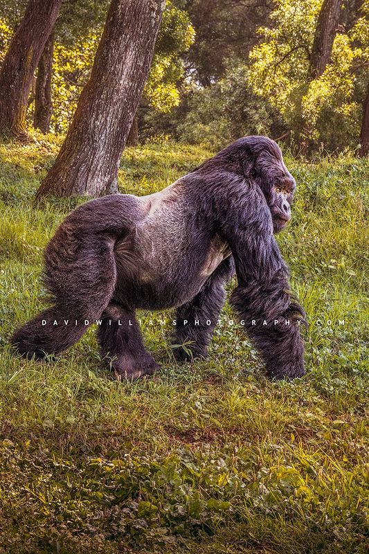 Gorilla S NZ95648 Gorilla S NZ95648