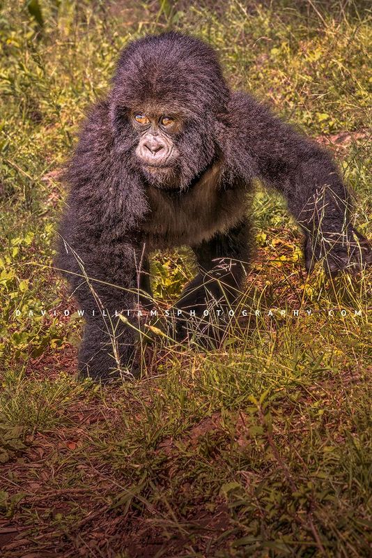 Gorilla S NZ95543EN Gorilla S NZ95543EN