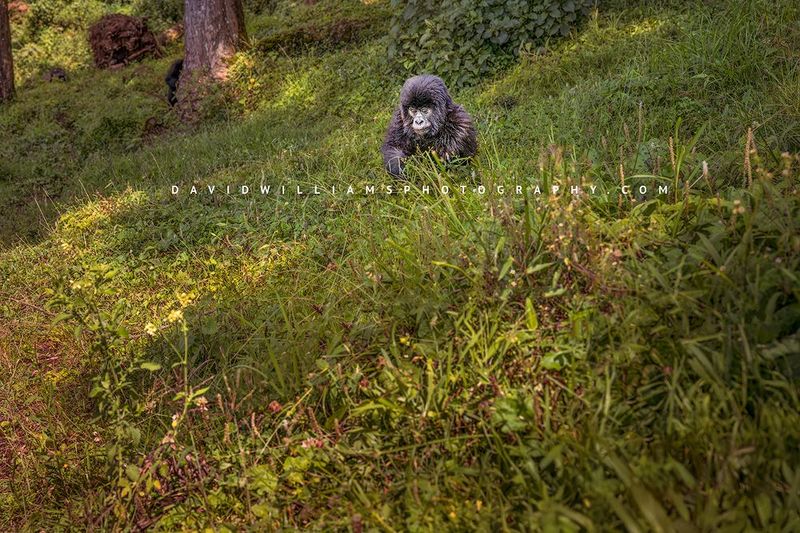 Gorilla S NZ95601 Gorilla S NZ95601
