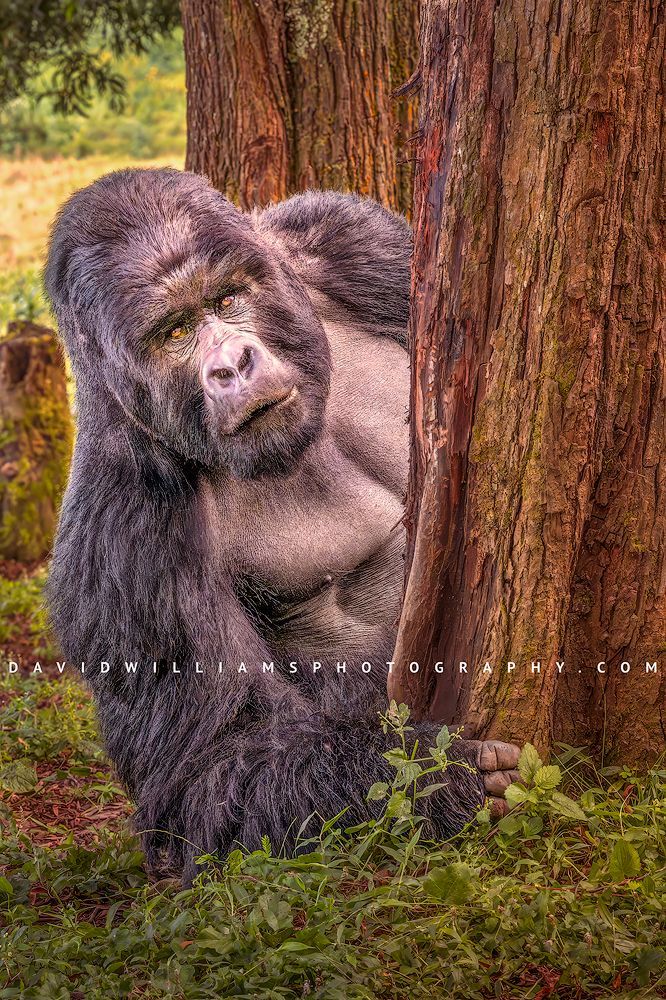 Gorilla S NZ95415 Gorilla S NZ95415