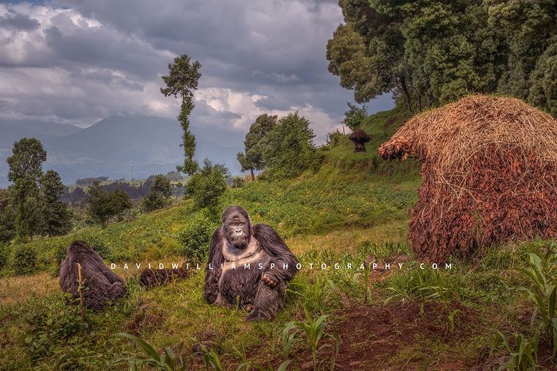 Gorilla GP NZ95949 Gorilla GP NZ95949