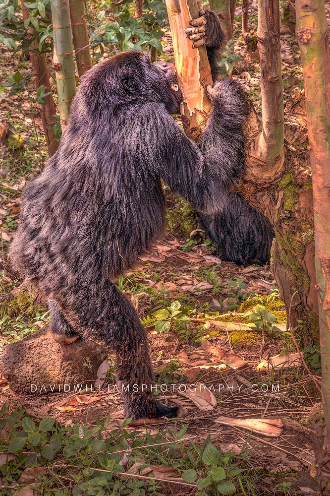 Gorilla S NZ96298 Gorilla S NZ96298
