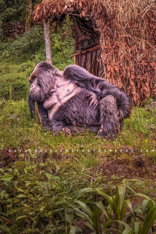 Gorilla S NZ96143 Gorilla S NZ96143