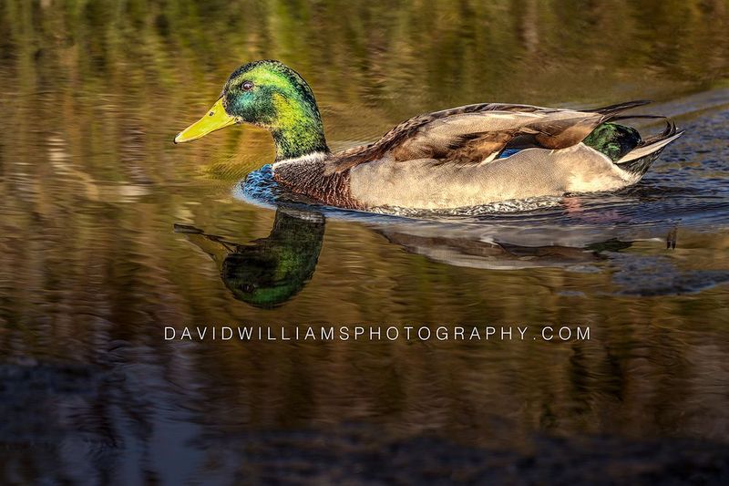 Duck S NZ91240