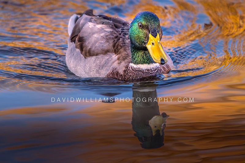 Duck S NZ91210