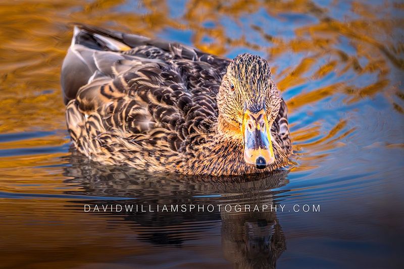 Duck S NZ91205
