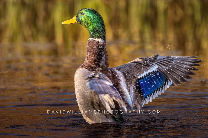 Duck S NZ91436