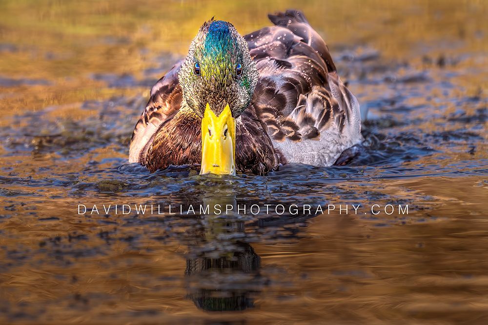Duck S NZ91391 Duck S NZ91391