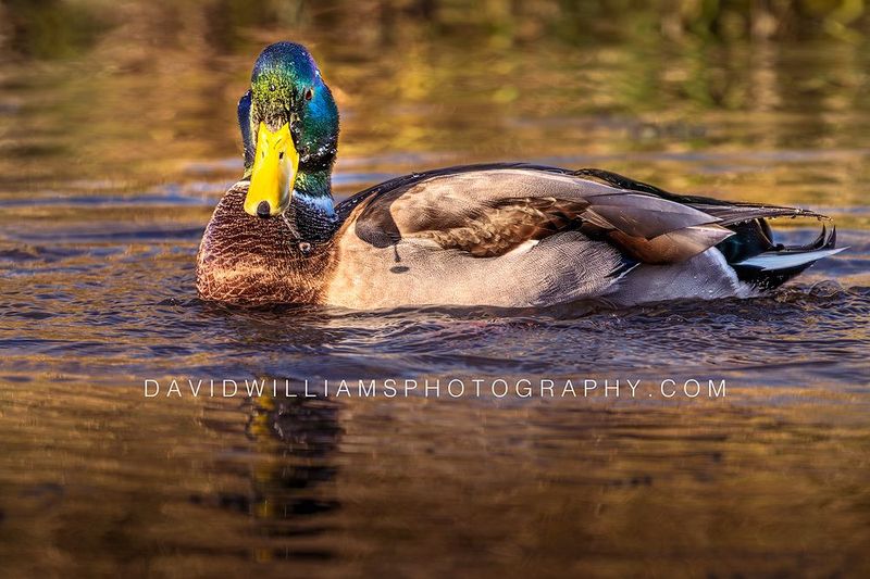 Duck S NZ91383