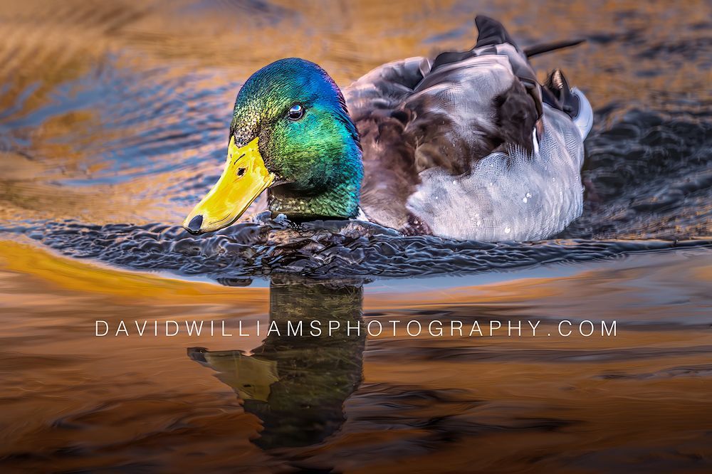 Duck S NZ91292