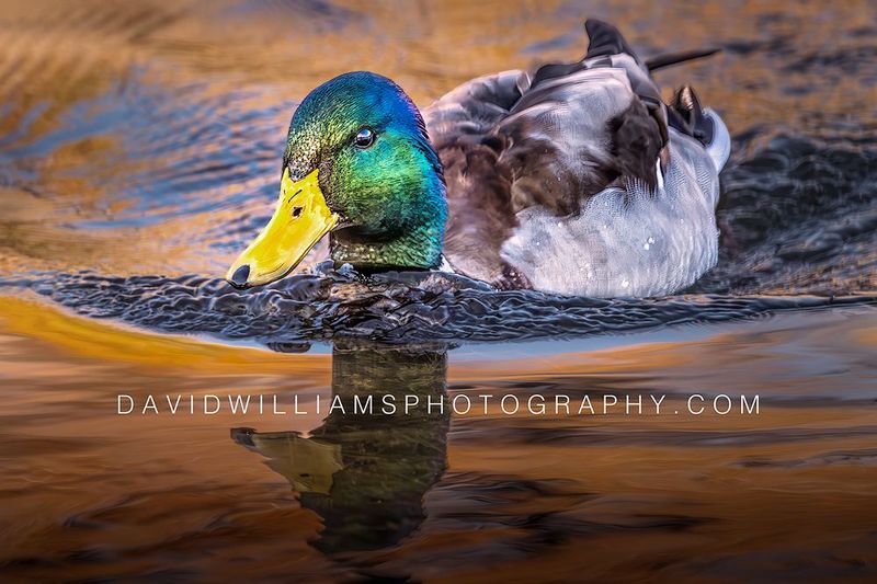 Duck S NZ91292