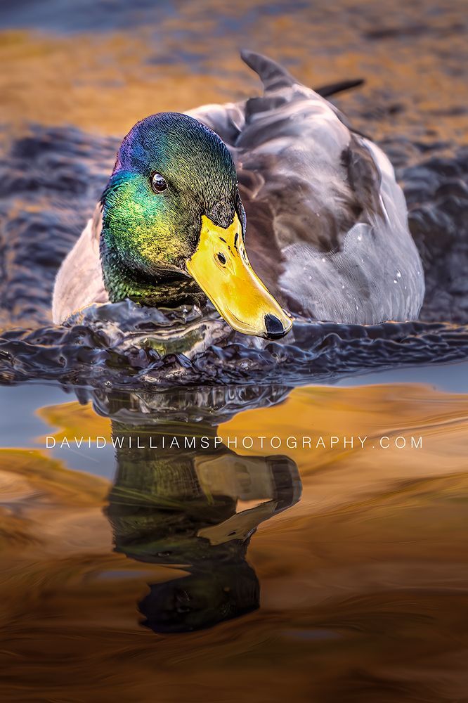 Duck S NZ91297 Duck S NZ91297
