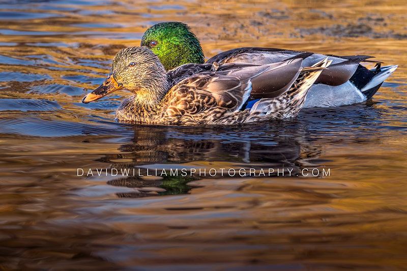 Duck S NZ91338