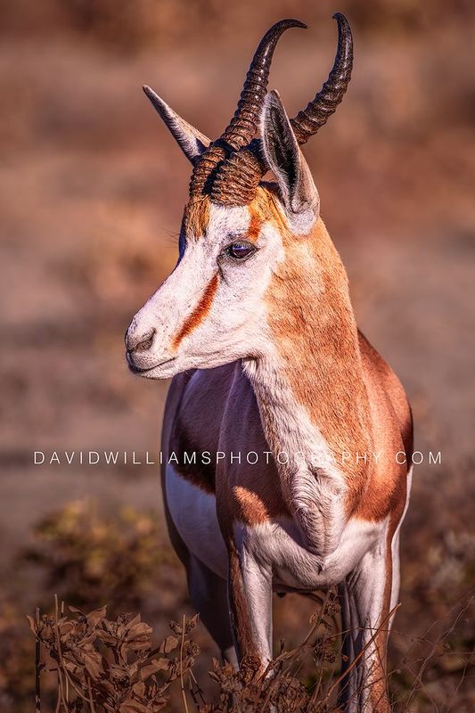 Springbok S NZ95234 Springbok S NZ95234