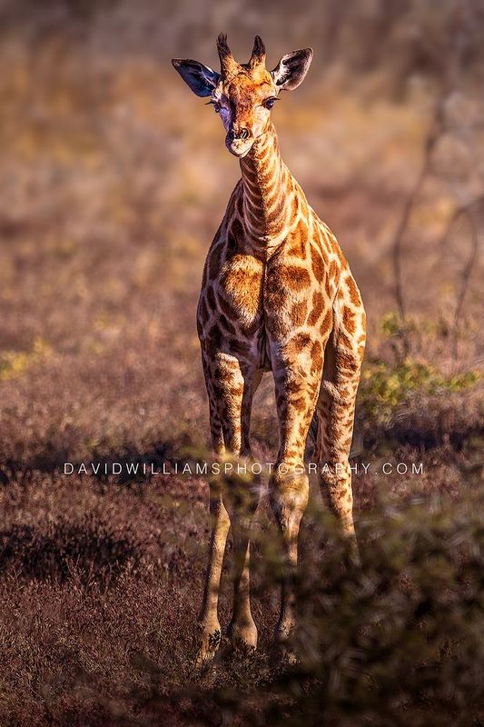 Giraffe S NZ95223EN Giraffe S NZ95223EN