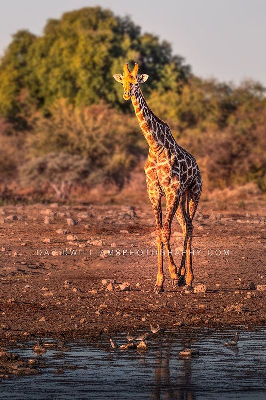 Giraffe S NZ95317 Giraffe S NZ95317