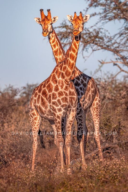 Giraffe GP NZ95309 Giraffe GP NZ95309