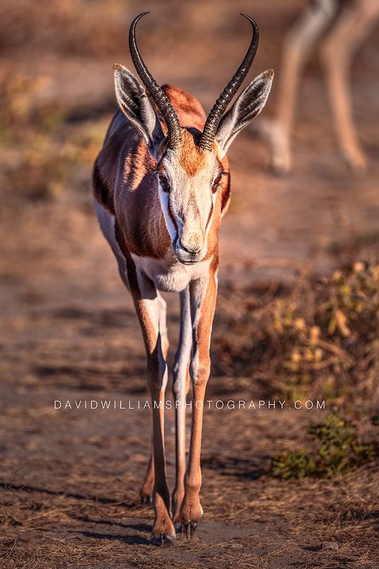 Springbok S NZ95235 Springbok S NZ95235