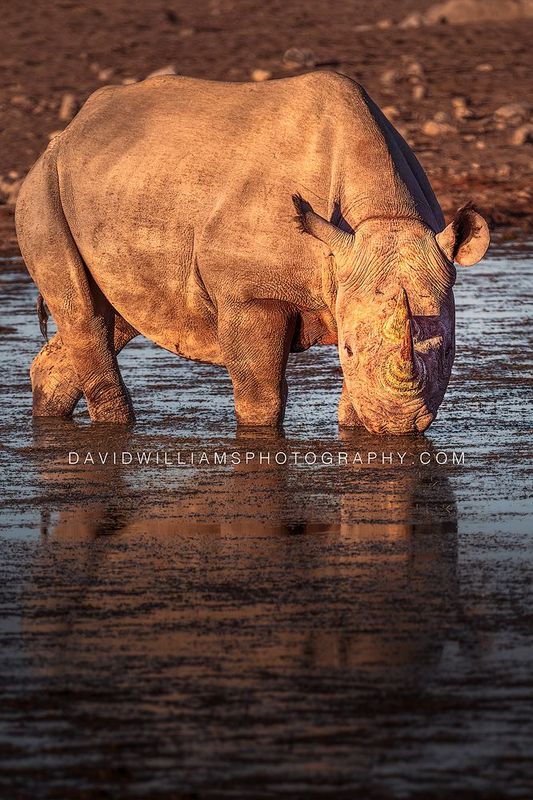 Black Rhino S NZ95435 Black Rhino S NZ95435