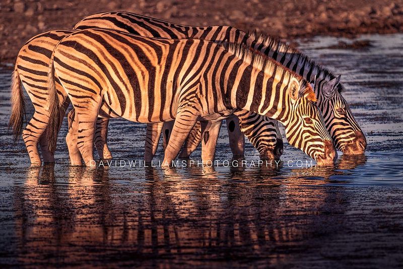 Zebra GP NZ95613 Zebra GP NZ95613