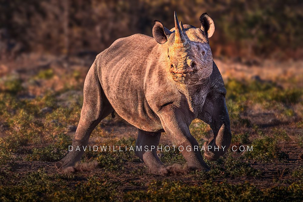 Black Rhino S NZ95520