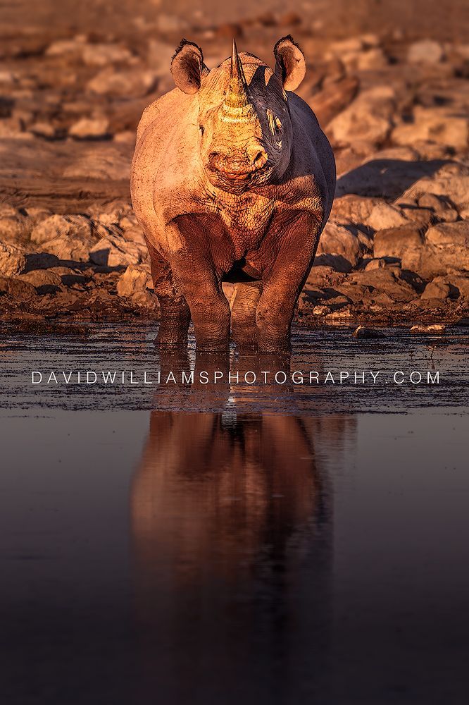 Black Rhino S NZ95736