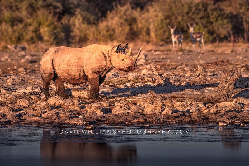 Black Rhino S NZ95700 Black Rhino S NZ95700