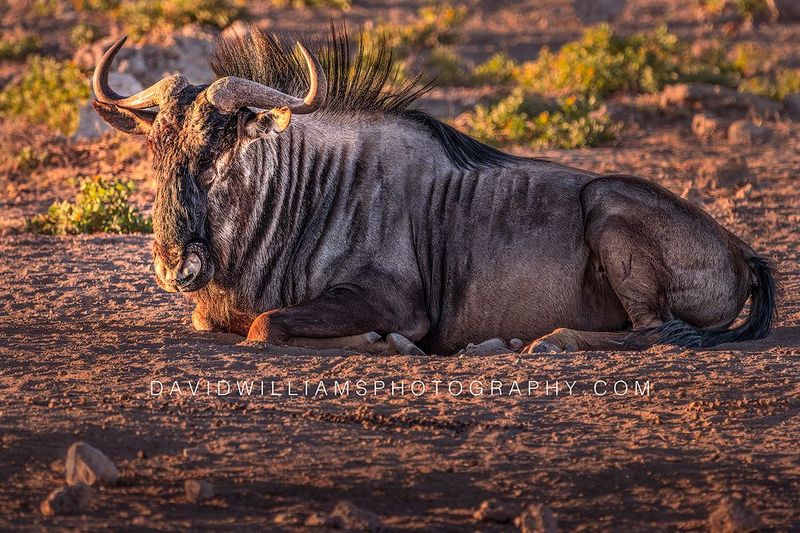 Wildebeest S NZ95669 Wildebeest S NZ95669