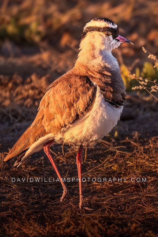 Crowned Plover S NZ95741EN