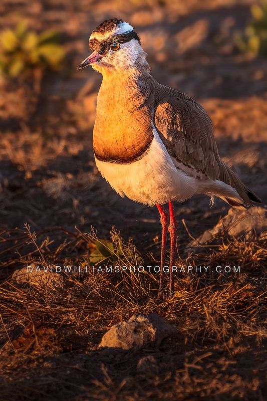 Crowned Plover S NZ95749EN