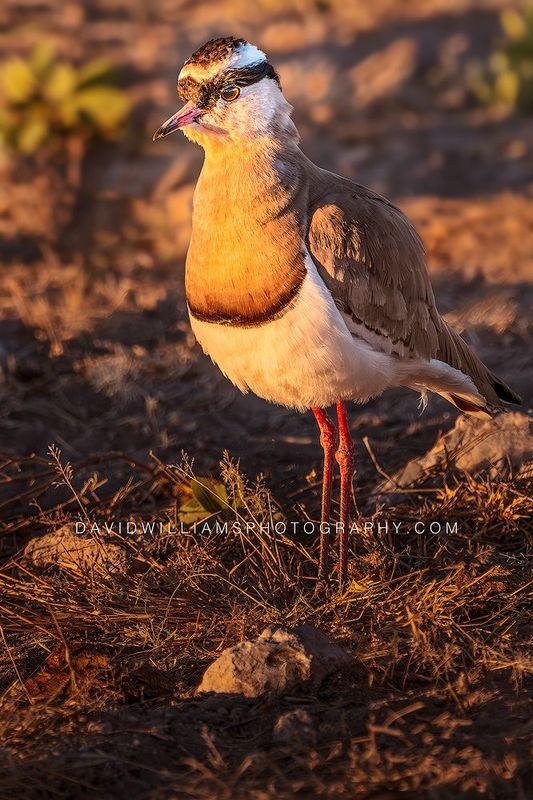 Crowned Plover S NZ95749EN