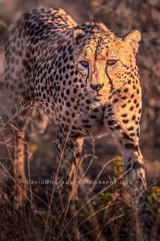 Cheetah S NZ95950