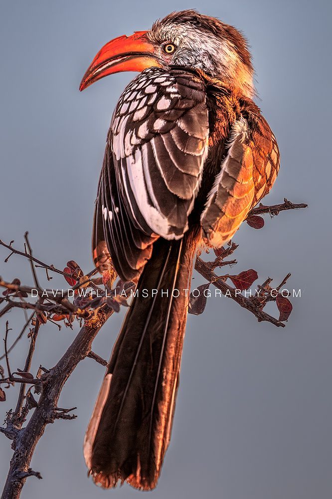 Eastern Yellow-Billed Hornbill NZ95864