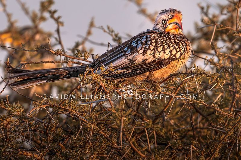 Eastern Yellow-Billed Hornbill NZ95861EN