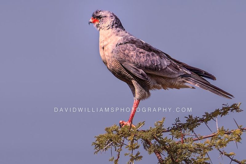 Eastern Chanting Goshawk NZ96020EN