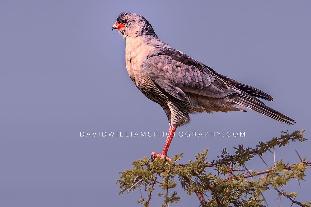 Eastern Chanting Goshawk NZ96020EN