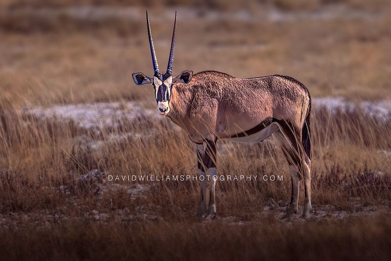 Gemsbok S NZ96102EN