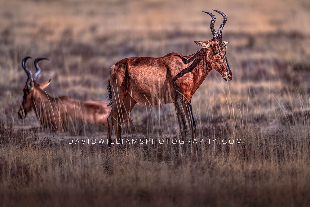 Red Hartebeest S NZ96109