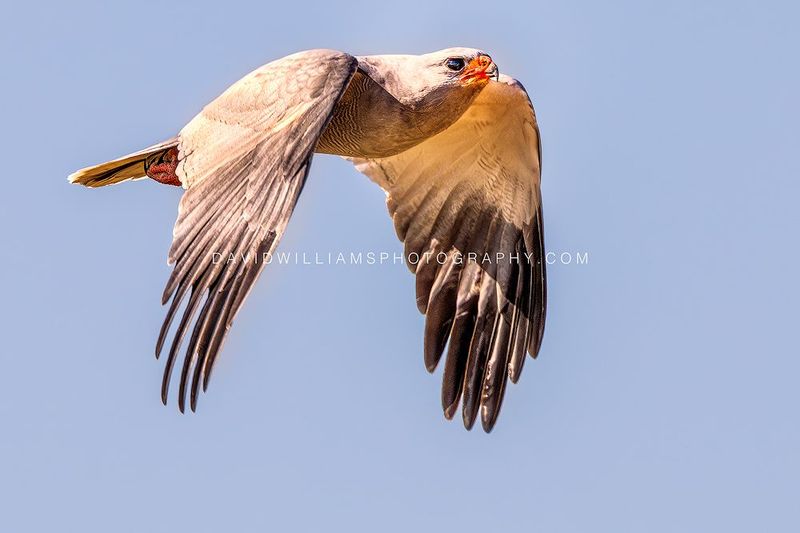 Eastern Chanting Goshawk NZ96224EN