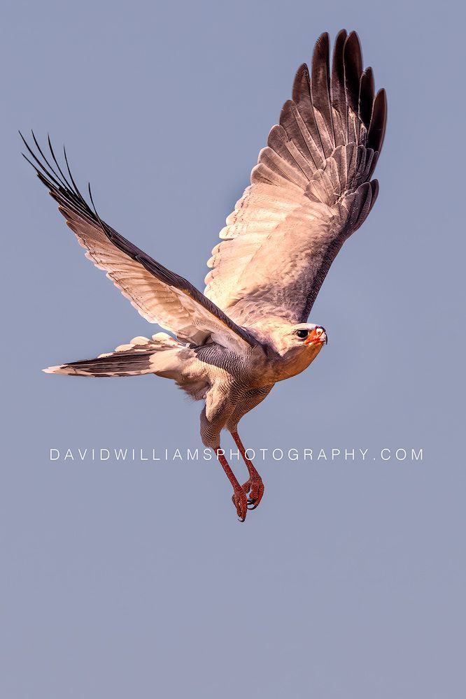 Eastern Chanting Goshawk NZ96213EN