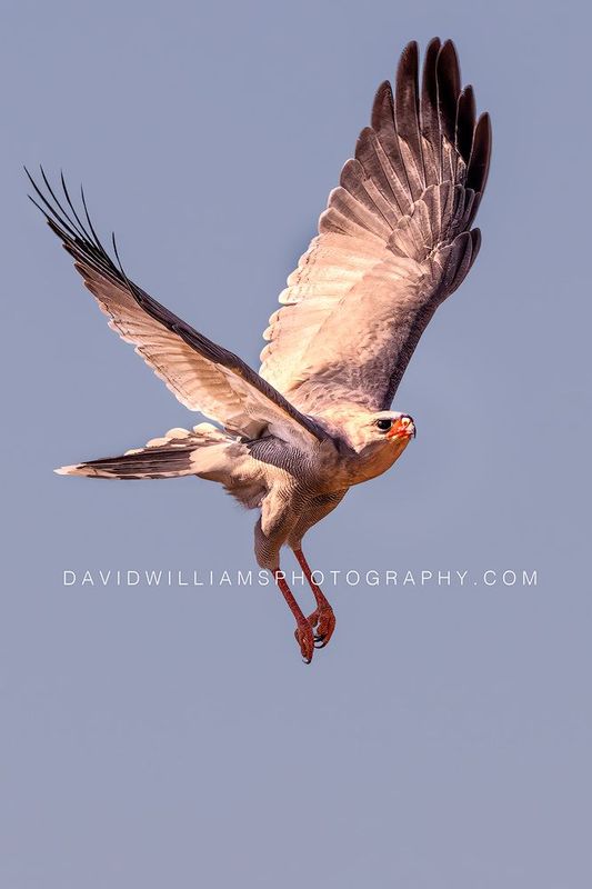 Eastern Chanting Goshawk NZ96213EN