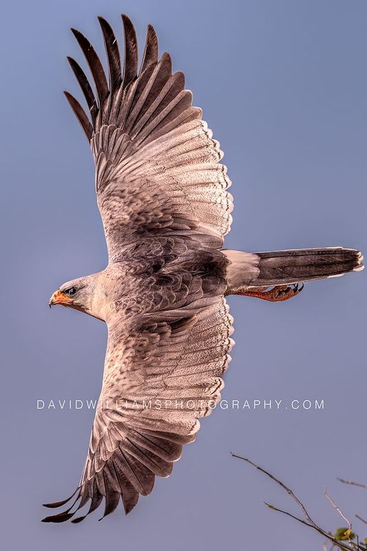 Eastern Chanting Goshawk NZ96307