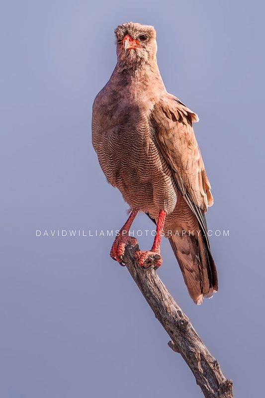 Eastern Chanting Goshawk NZ96238EN