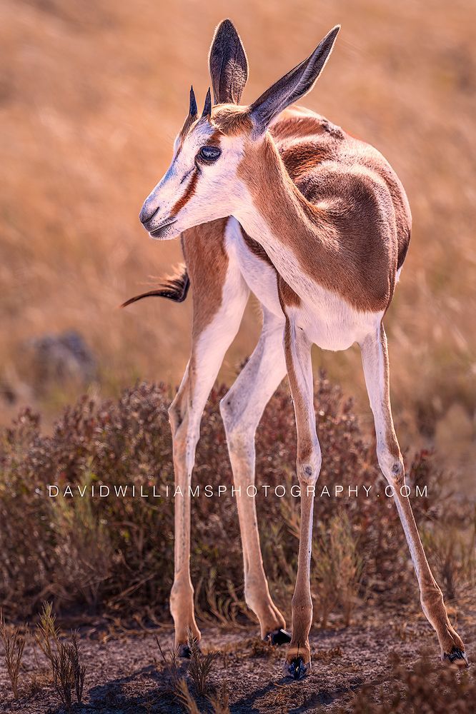 Springbok S NZ96335 Springbok S NZ96335