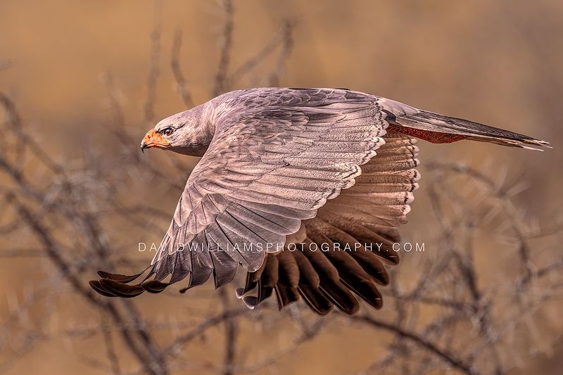 Eastern Chanting Goshawk NZ96327