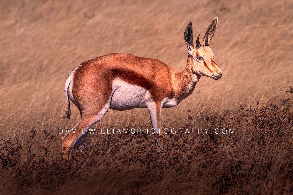 Springbok S NZ96351 Springbok S NZ96351