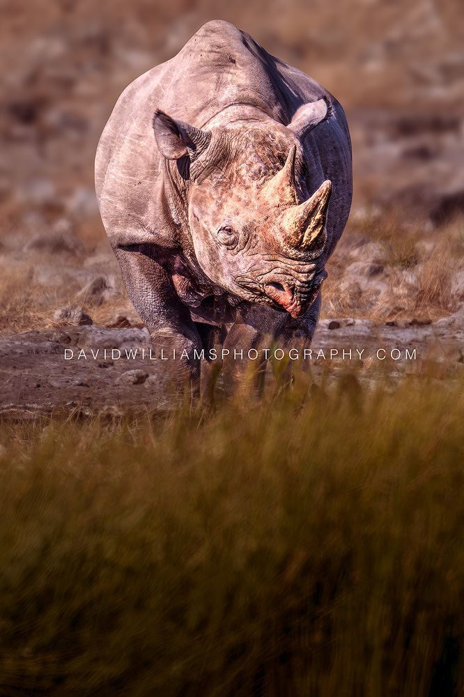 Black Rhino S NZ96391EN Black Rhino S NZ96391EN